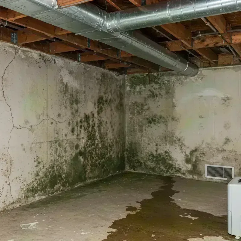 Professional Mold Removal in City of Alexandria, VA